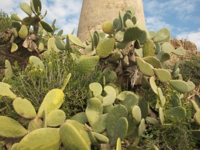 Cactus editado