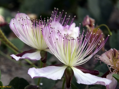 Alcaparra flor