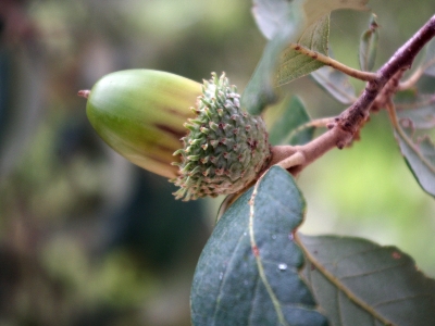 Alcornoque bellota