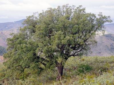 Alcornoque1