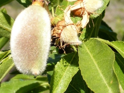 Almendro 1