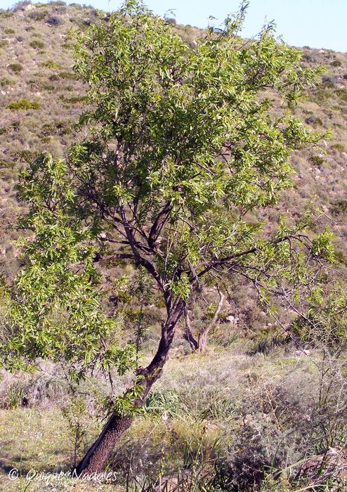 Almendro 2 baja