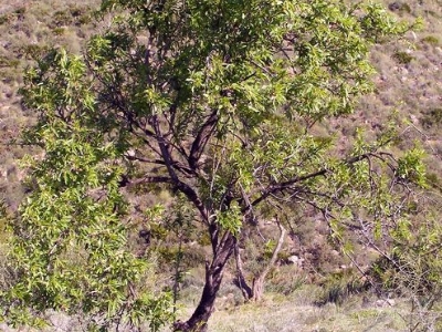 Almendro 2 baja