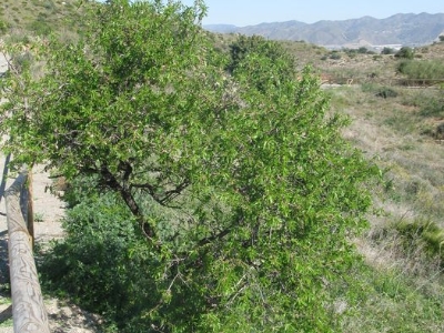 Almendro baja