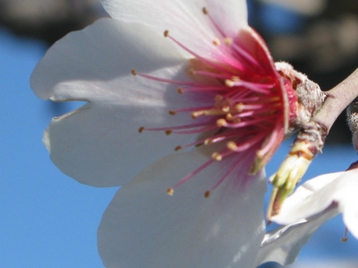 Almendro det flor 1