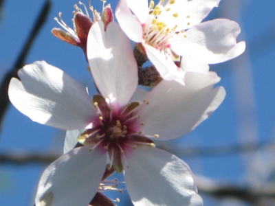 Almendro det flor 2