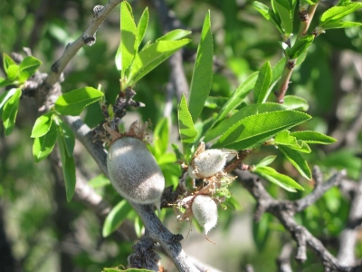 Almendro fruto baja