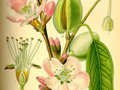 almendra-ilustracion