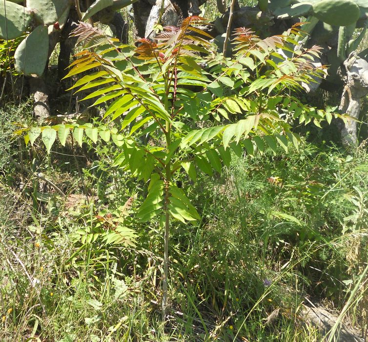 Ailantos 1 baja