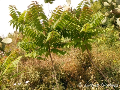 Ailantos baja