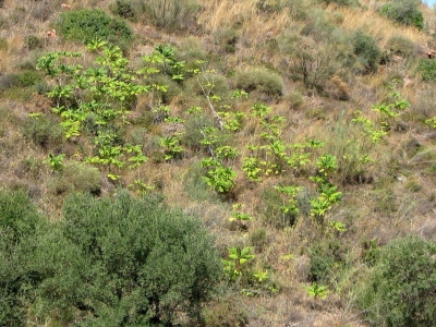 Ailantos dispersión baja