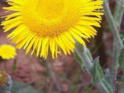 arnica-3