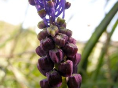 Muscari-2