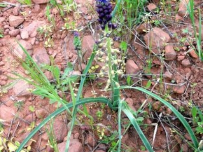 Muscari-5