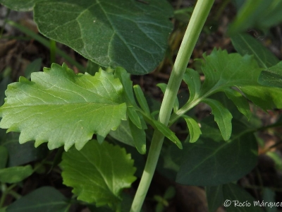Valeriana det hoja 1