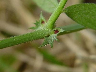 Vicia estípula