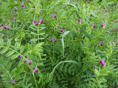 Vicia-sativa