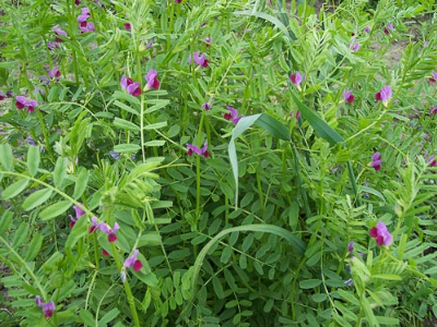 Vicia-sativa