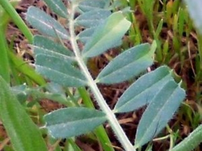 veza-4