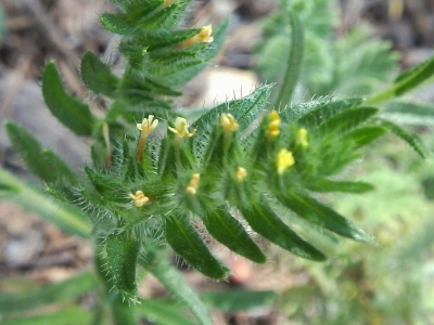 Viborezno flor 1