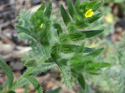 Viborezno flor 3