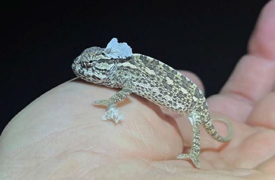 CAMALEON