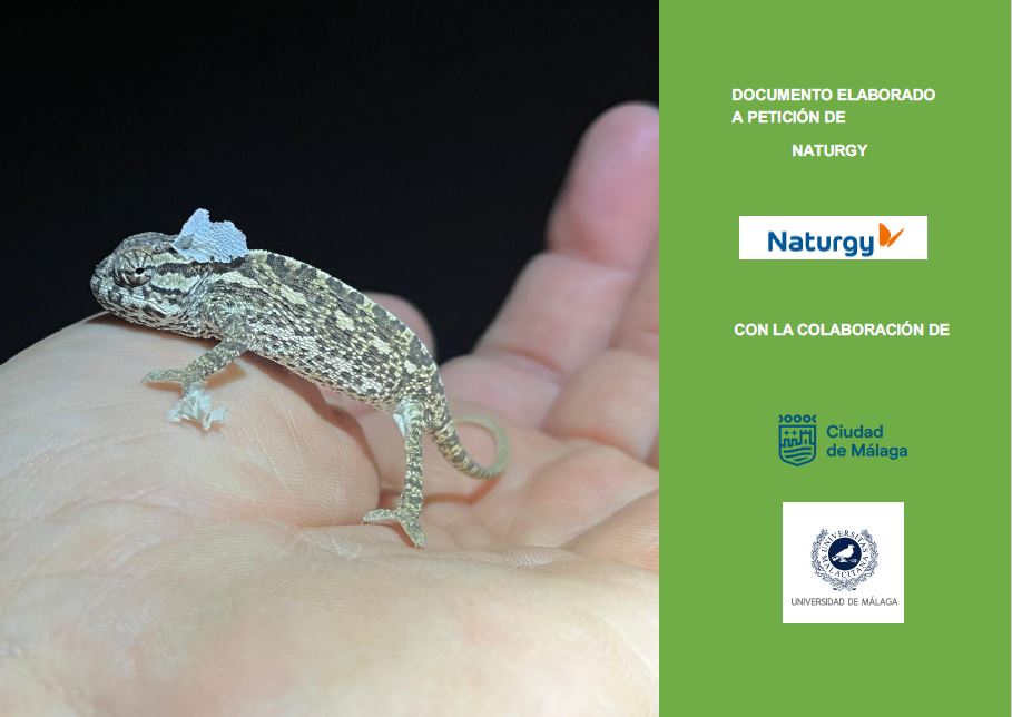 Informe camaleón 2025