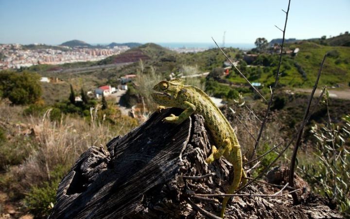 Ejemplares en su hábitat 34