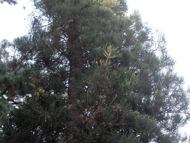 Araucaria columnaris