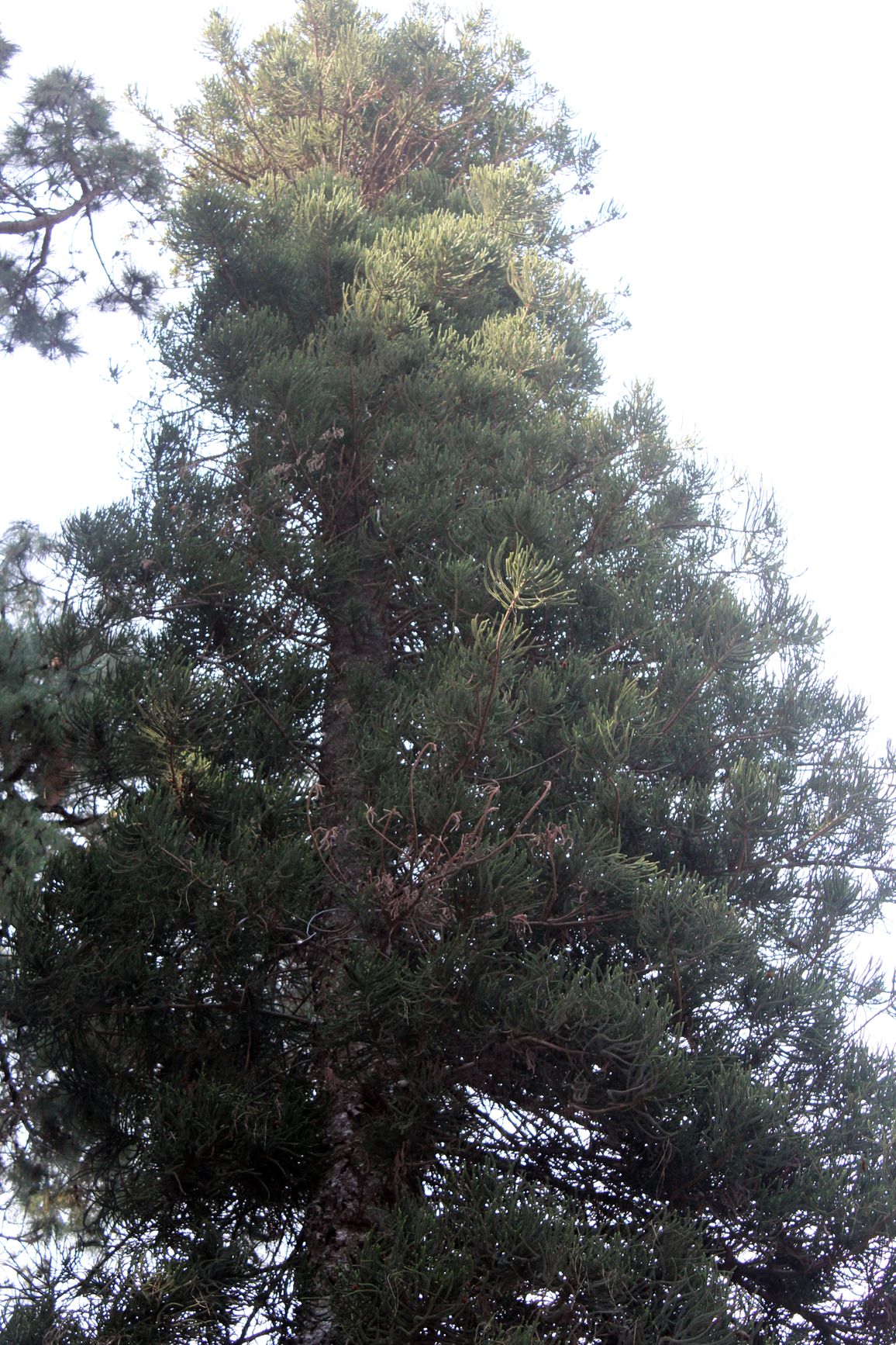 Araucaria columnaris