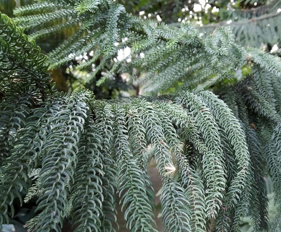 Araucaria heterophylla