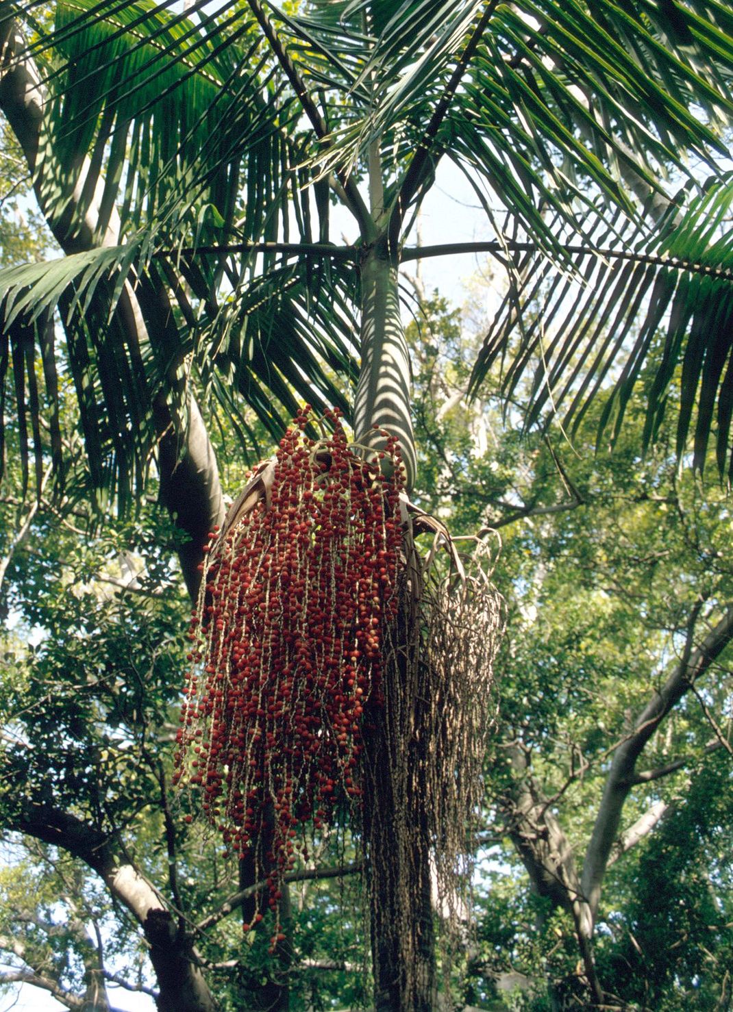 Archontophoenix cunninghamiana