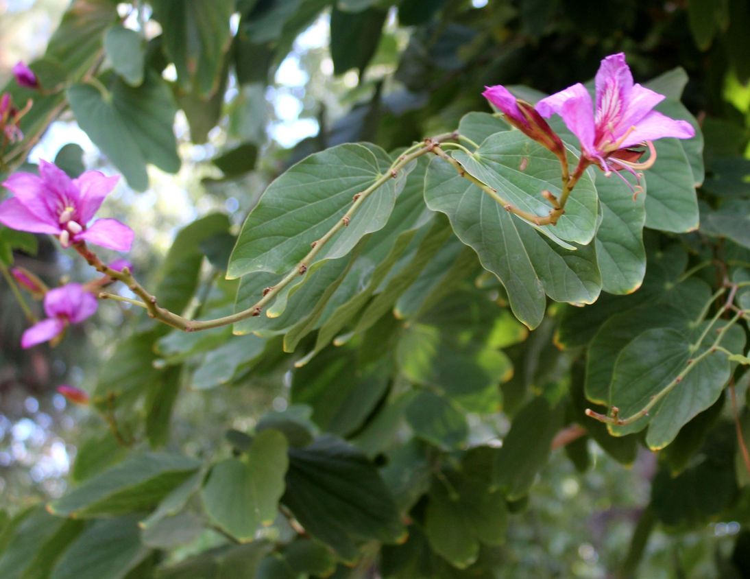 Bauhinia purpurea