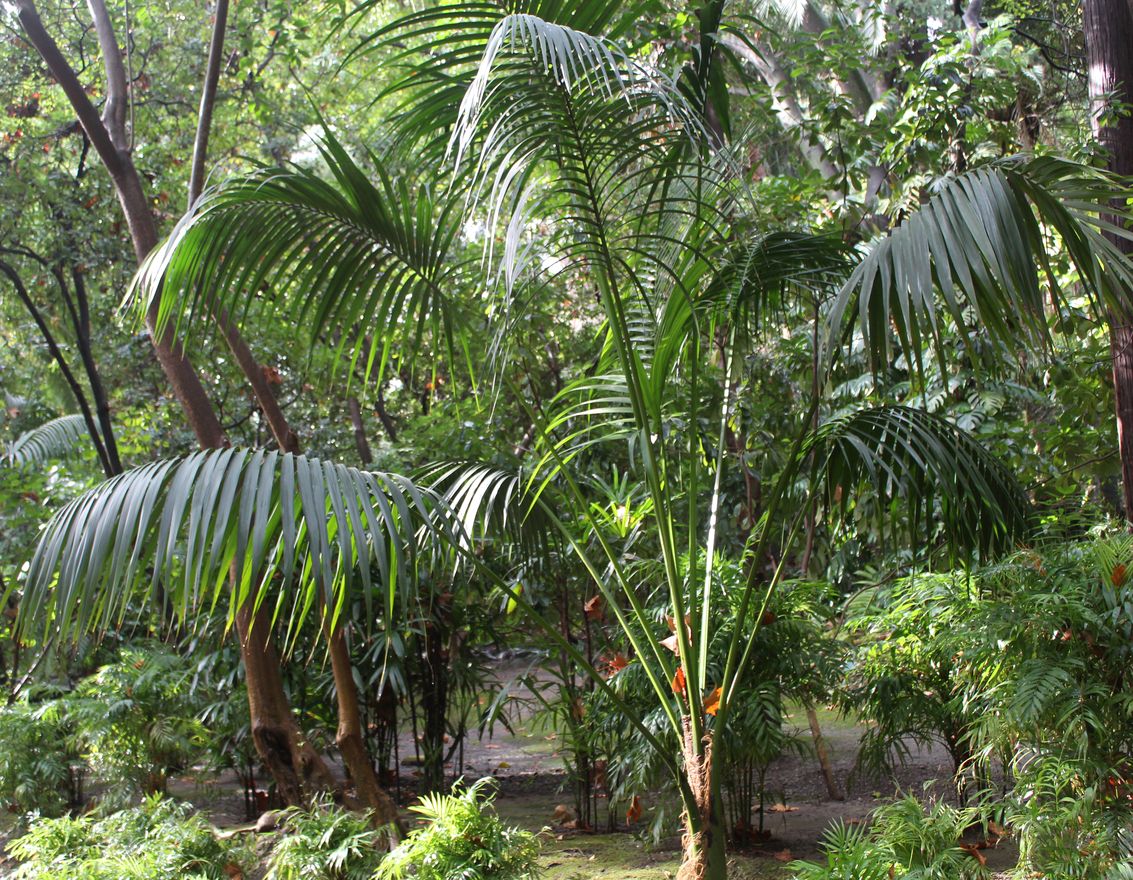 Howea forsteriana
