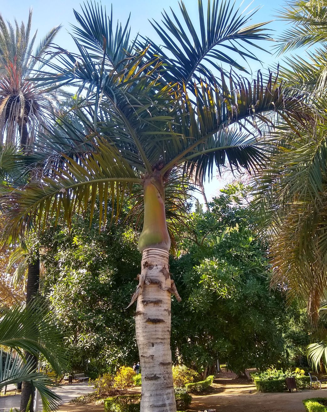 Hyophorbe verschaffeltii