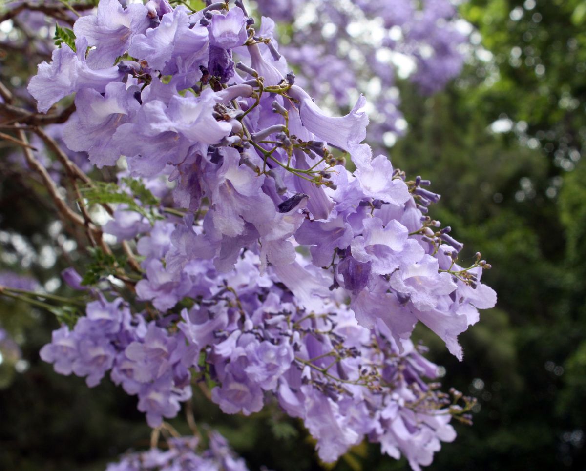 Jacaranda mimosifolia