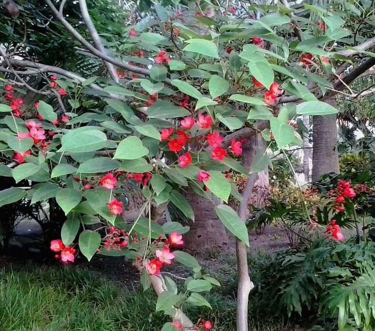 Jatropha integerrima