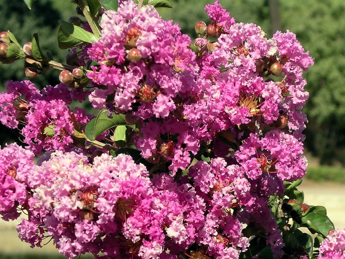 Lagerstroemia indica