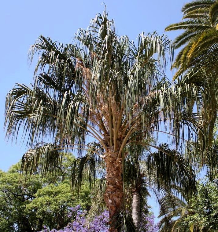 Livistona benthamii