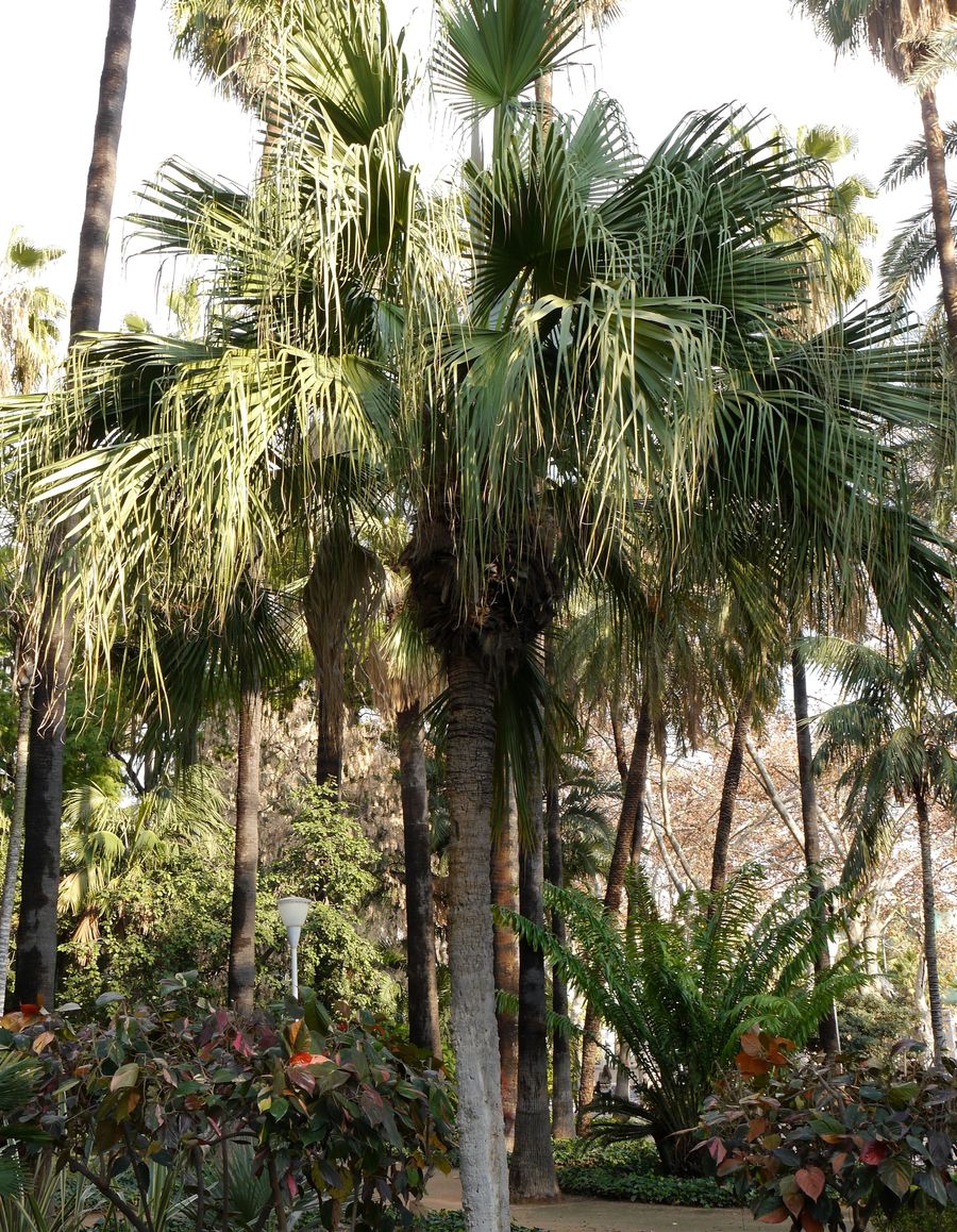 Livistona chinensis